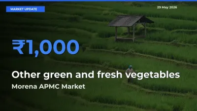 Top Performer! Morena APMC Offers Best Other green and fresh vegetables Price Today