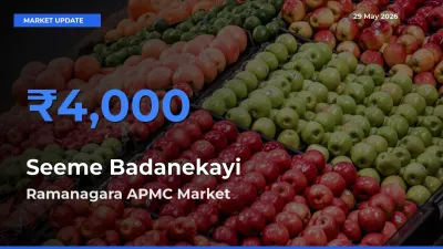Market Watch: Ramanagara APMC Becomes Top Mandi for Seeme Badanekayi