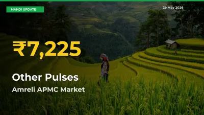 Other Pulses Mandi Rate Surges Today in Amreli APMC – Highest Level in 30 Days