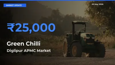 Top Performer! Diglipur APMC Offers Best Green Chilli Price Today