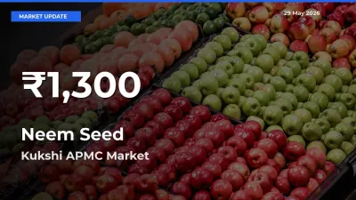 Farmers Concerned as Neem Seed Hits 30-Day Low in Kukshi APMC