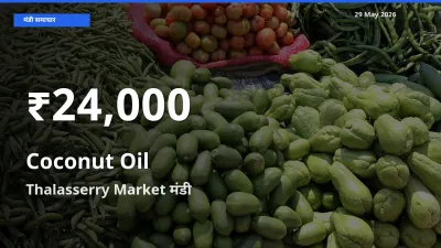 29 May अपडेट: नारियल का तेल के दाम 30 दिन के न्यूनतम स्तर पर, Thalasserry Market