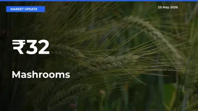 Mashrooms Mandi Prices Move in Sync Across Major Markets Today