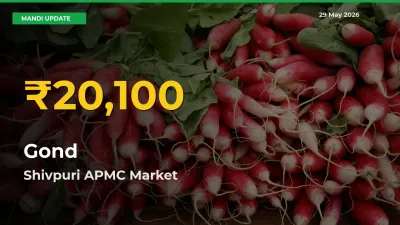 Gond Prices Soar to Record High in Shivpuri APMC – Farmers Alert Today