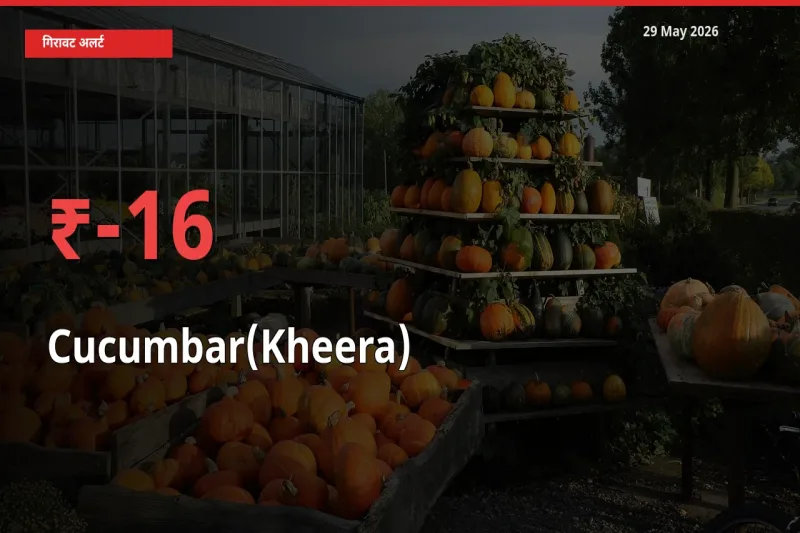 आज का मंडी भाव: खीरा के दाम मंडी में 15.65% नीचे