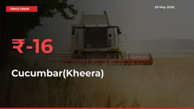Farmers Alert as Cucumbar(Kheera) Prices Slide 15.65% in Local Mandis