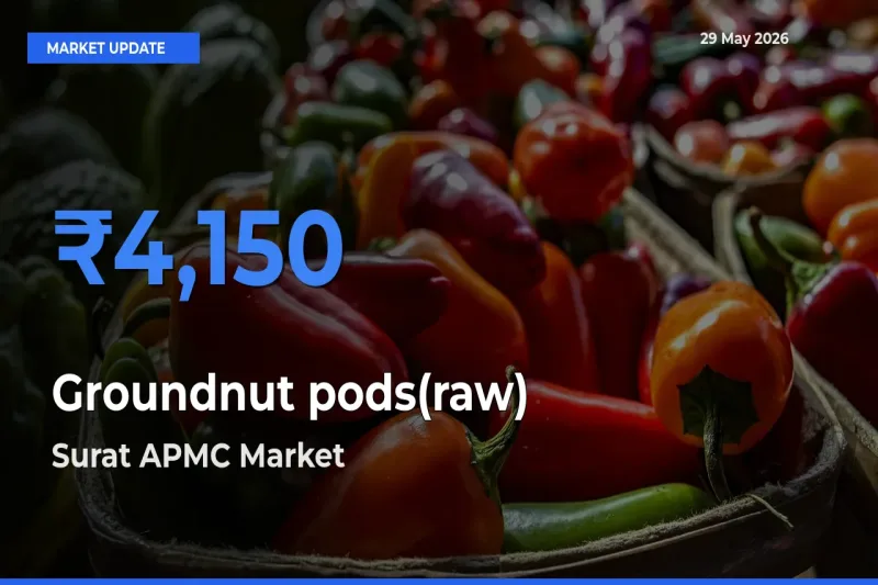 Surat APMC Offers ₹4,150 – Highest Groundnut pods(raw) Rate Today