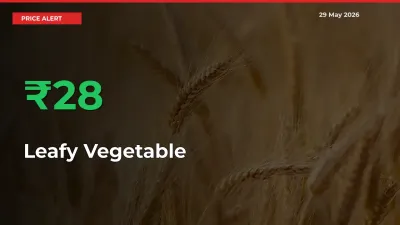 Sudden 28.4% Rally in Leafy Vegetable Prices Across Mandis