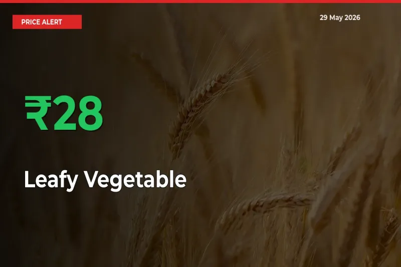 Sudden 28.4% Rally in Leafy Vegetable Prices Across Mandis