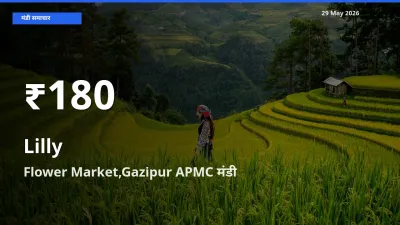 लिली के दाम 30 दिनों के सबसे निचले स्तर पर, Flower Market,Gazipur APMC