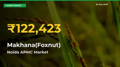 Makhana(Foxnut) Price Rally Continues – Noida APMC Hits Fresh High Today