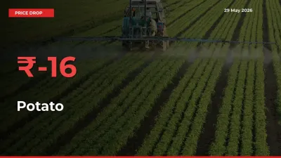 Potato Prices Drop 16.01% – May 29 Market Update from Mandis