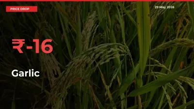 This Mandi Records 15.77% Fall in Garlic Prices