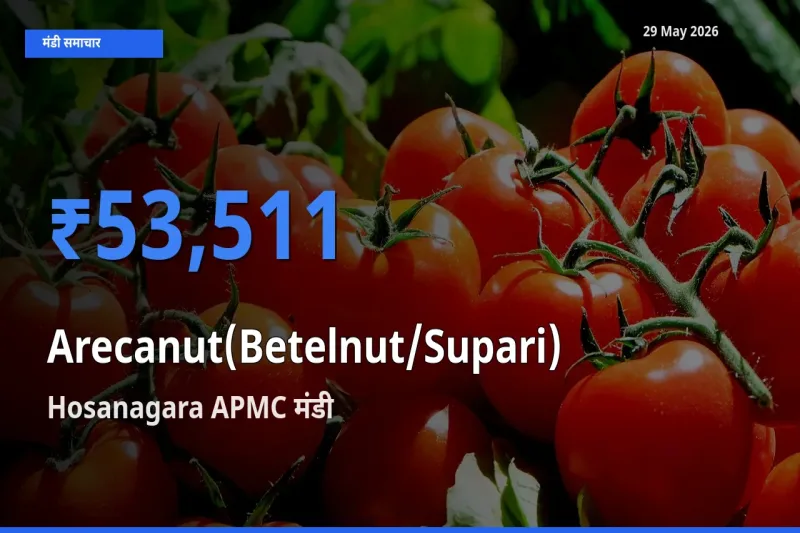 Hosanagara APMC मंडी में सुपारी ₹53,511 पर पहुँचा – आज का सर्वोच्च भाव