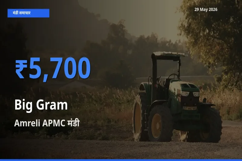 किसानों की पसंद बना Amreli APMC, काबुली चना के सबसे अच्छे दाम