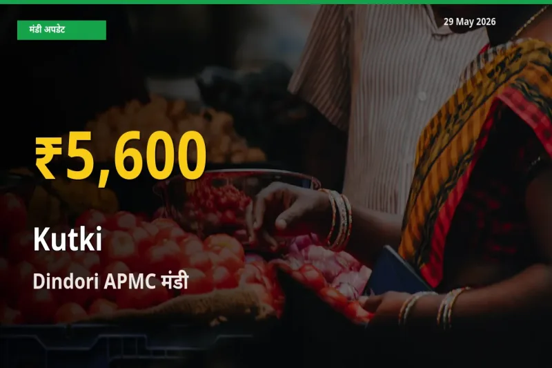 आज Dindori APMC में कुटकी के दाम रिकॉर्ड स्तर पर, ताज़ा मंडी भाव जानें