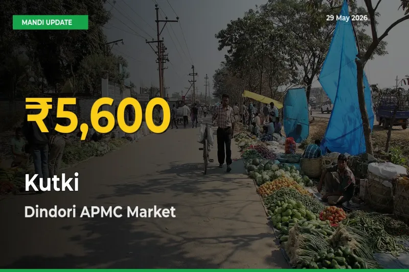 Farmers Benefit as Kutki Rate Touches New High in Dindori APMC