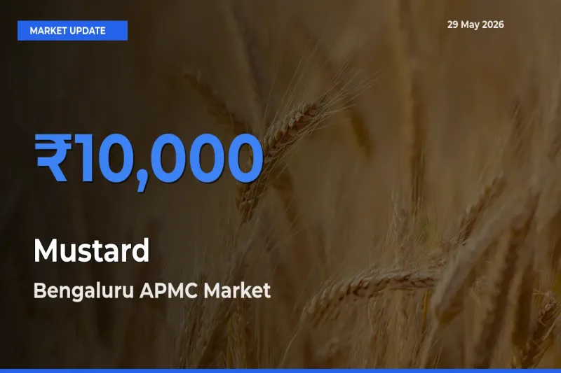 Bengaluru APMC Emerges as Top Mandi for Mustard Prices Today