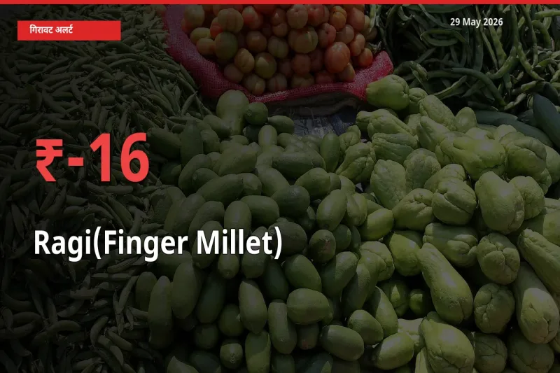 बाज़ार संकेत: रागी के भाव मंडी में 16.28% नीचे