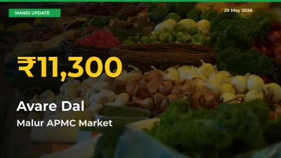 Why Avare Dal Prices Are Climbing in Malur APMC – Today’s New High Explained