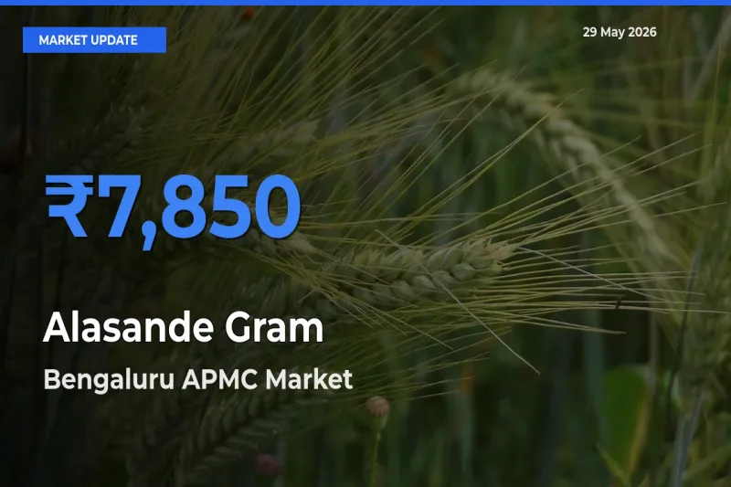 Market Watch: Bengaluru APMC Becomes Top Mandi for Alasande Gram