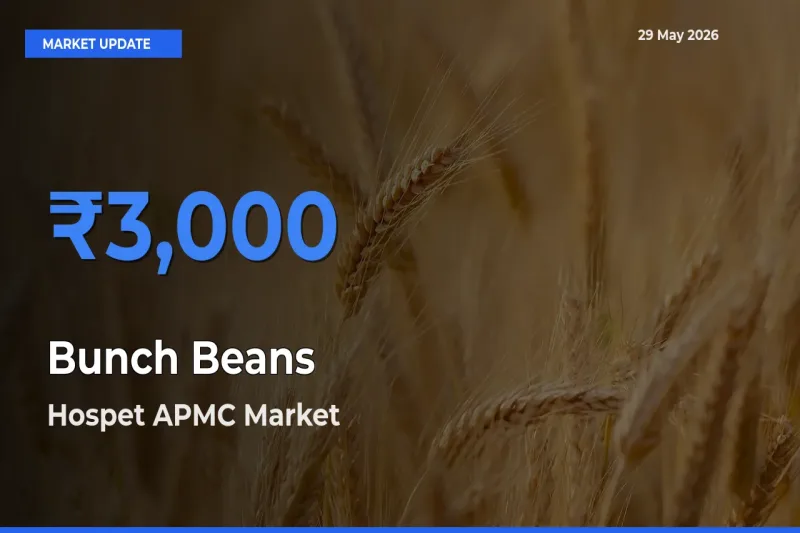 Hospet APMC Records Highest ₹3,000 Rate for Bunch Beans