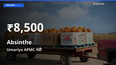 तेज़ गिरावट! Umariya APMC में चिरायता के दाम 30 दिन के निचले स्तर पर