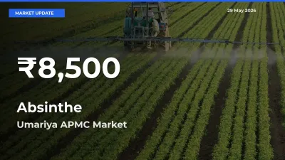 Farmers Concerned as Absinthe Hits 30-Day Low in Umariya APMC