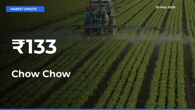 Why Chow Chow Prices Are Moving Across Multiple Mandis Today