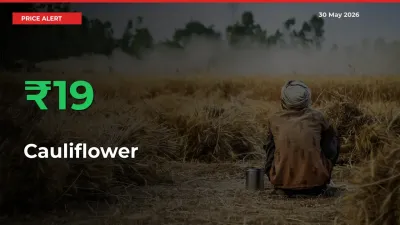 Why Cauliflower Prices Rose 18.8% in a Day at Mandis