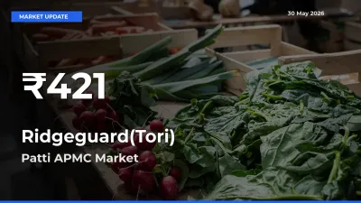 Ridgeguard(Tori) Prices Touch 30-Day Low in Patti APMC – May 30 Update