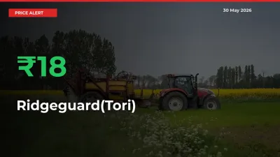 Why Ridgeguard(Tori) Prices Rose 18.06% in a Day at Mandis