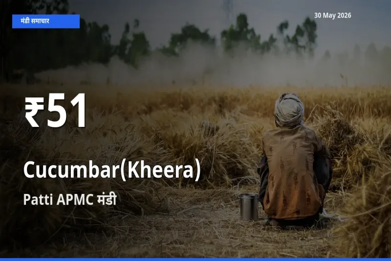 रिकॉर्ड गिरावट नहीं, लेकिन 30 दिन का न्यूनतम! Patti APMC में खीरा के दाम फिसले