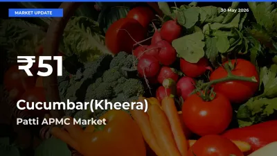 Sharp Fall! Cucumbar(Kheera) Prices Drop to 30-Day Low in Patti APMC