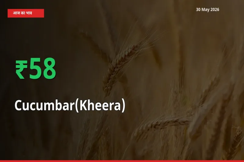 आज का मंडी भाव: खीरा के दाम मंडी में 58.39% ऊपर
