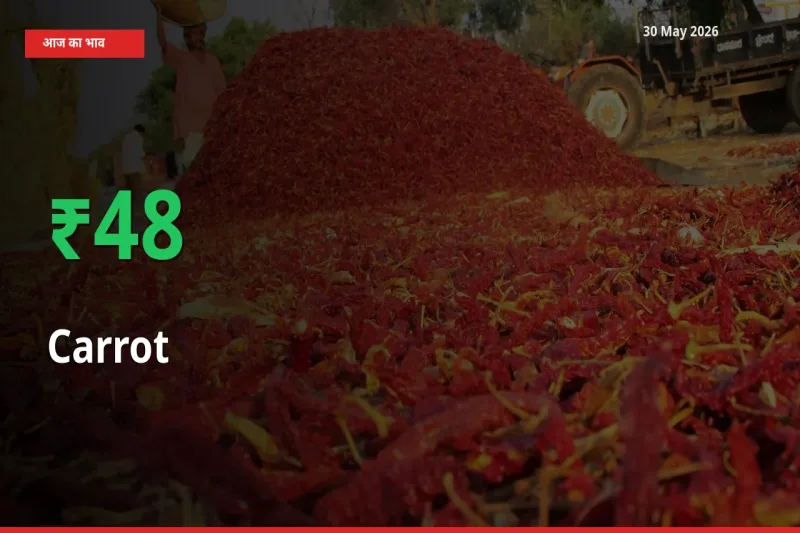 गाजर 48.01% उछला, मंडी