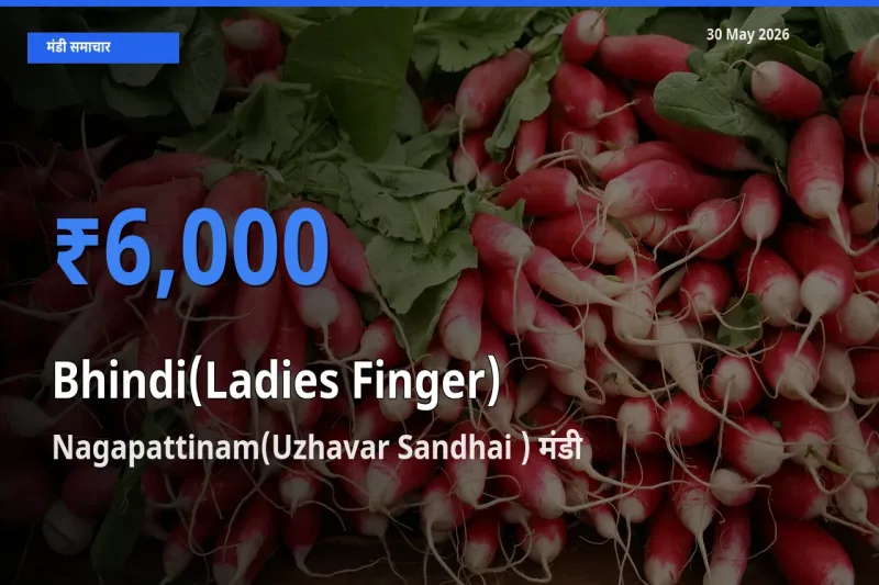 Nagapattinam(Uzhavar Sandhai ) मंडी में आज भिंडी के सबसे ऊँचे दाम दर्ज