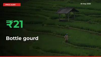 Bottle gourd Rises 20.99% at Mandis