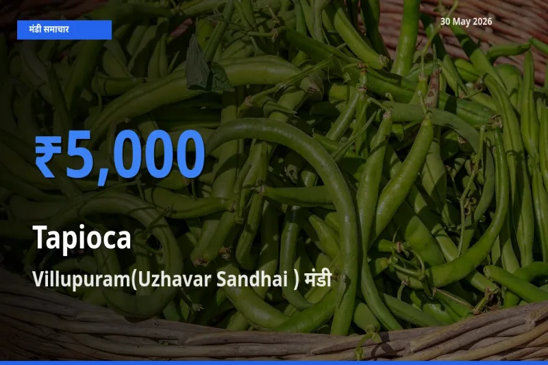 आज साबूदाना के सबसे ऊँचे दाम ₹5,000 Villupuram(Uzhavar Sandhai ) मंडी में