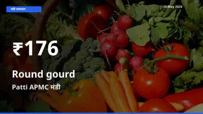 Patti APMC में गोल लौकी के दाम 30 दिन के न्यूनतम स्तर पर, आज का मंडी भाव देखें