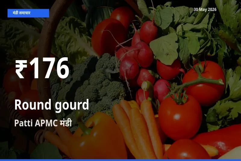 Patti APMC में गोल लौकी के दाम 30 दिन के न्यूनतम स्तर पर, आज का मंडी भाव देखें