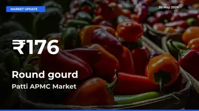 Big Drop! Round gourd Slides to 30-Day Low at Patti APMC