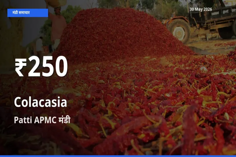 अरबी के दामों में गिरावट, Patti APMC में 30 दिन का न्यूनतम भाव