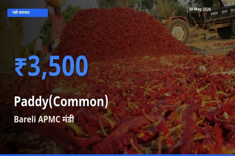 आज धान (सामान्य) के सबसे ज़्यादा दाम Bareli APMC मंडी में दर्ज