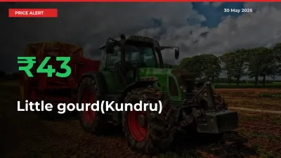 43.33% Spike in Little gourd(Kundru) Prices – Mandi Sees Sudden Rally