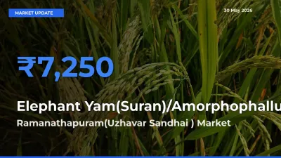 Ramanathapuram(Uzhavar Sandhai ) Offers ₹7,250 – Highest Elephant Yam(Suran)/Amorphophallus Rate Today