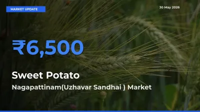 Nagapattinam(Uzhavar Sandhai ) Tops Sweet Potato Mandi Rates Today