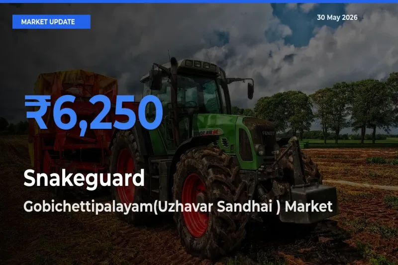 Gobichettipalayam(Uzhavar Sandhai ) Records Highest ₹6,250 Rate for Snakeguard