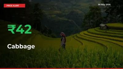 Farmers Cheer as Cabbage Prices Surge 42.35% in Local Mandis