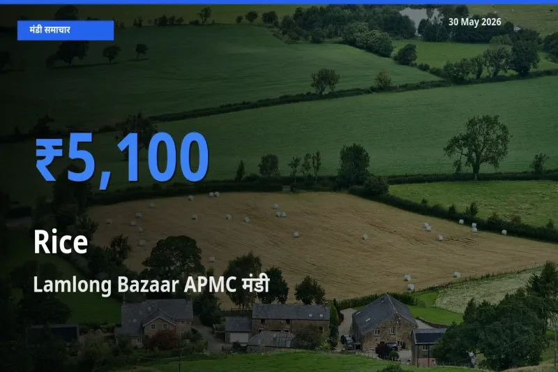 आज चावल के सबसे ज़्यादा दाम Lamlong Bazaar APMC मंडी में दर्ज